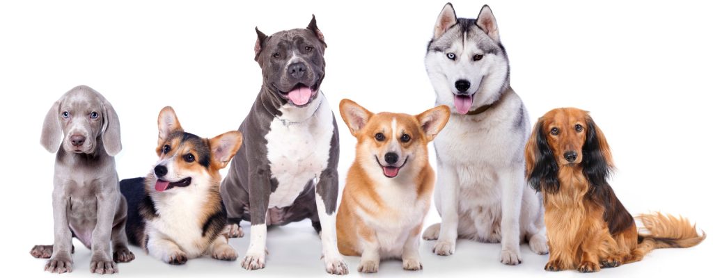 Pet-i-Ket Daycare and Boarding Social Kennels