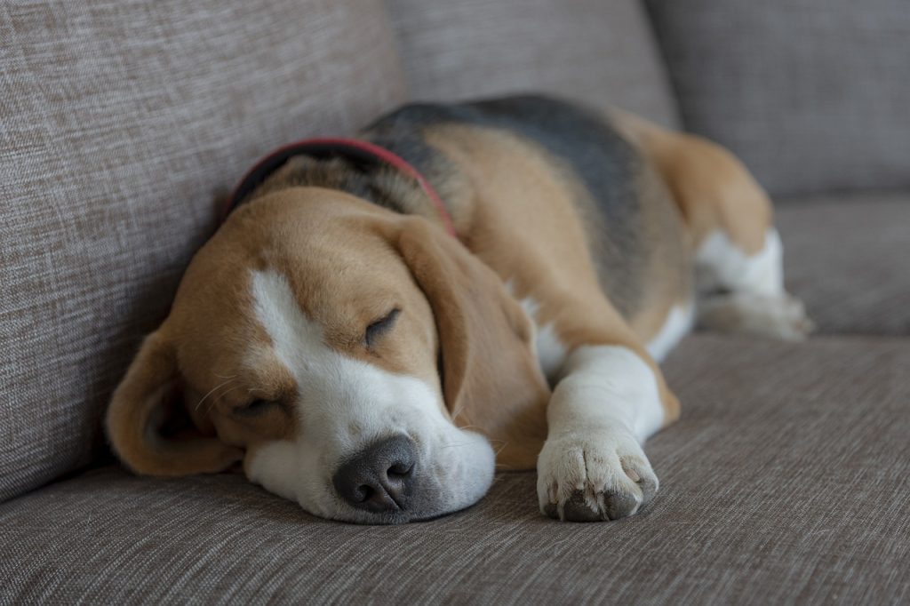 beagle, dog, puppy-5375286.jpg
